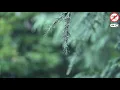 Gentle Rain | Anti Mosquito Sound Remix | 4 Hours Relaxing Nature Sounds