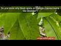 Mango Tree Diseases Mango Diseases Treatment and Prevention