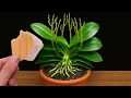 Download Lagu Hoe je elke orchidee kunt bemesten voor bloei het hele jaar door (gegarandeerd!)