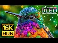 Best 16K R Display Test 120 fps 4K 8K ULTRA TV