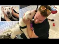 TRYING TO RESCUE OUR DREAM DOG Bull Terrier