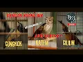 Download Lagu MASTERAN KOMBINASI ANTI STRESS❗️CUNGKOK KATEM CILILIN JEDA SUARA AIR
