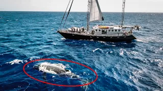 Humpback Whale SURPRISES SAIL BOAT (Expedition Drenched S1 Ep18)