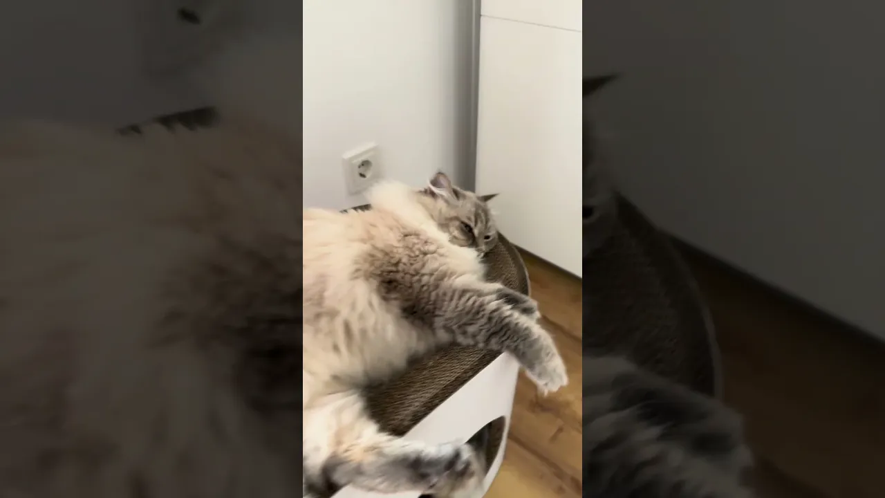 adorable cats - CatMia
