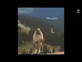Bear Screaming Meme