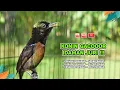 Download Lagu Konin Gacor Isian MEWAH‼️ COCOK untuk Masteran Murai Batu dan Pancingan Burung Bahan ( Episode 03 )