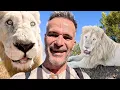 LION PRIDE Have FUN in the Sun with Kevin Richardson The Lion Whisperer