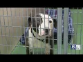 Program will help owners in impoverished Rochester neighborhoods take care of pets