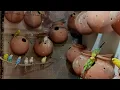 Australian Parrot Breeding Tips In Urdu | Budgies Breeding Progress | Mujeeb Birds Breeding