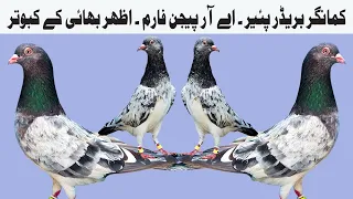 Kamangar Pigeons Breeder Pair AR Pigeon Farm India 