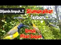 Download Lagu Suara Pikat Sogon Ampuh 2024