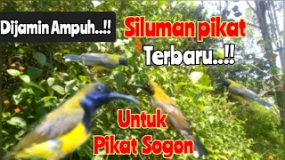 Download Suara Pikat Sogon Ampuh 2024 MP3