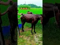 Download Lagu 2 Ghode music bring the horse for a bath 🐎💯💪#horse #viral #shortvideo #horseriding