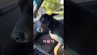 !  #fyp #dream #pets #doberman #vlog