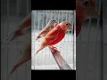 Download Lagu red siskin double dilute