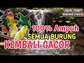 Lagu 100% AMPUH‼️ Terapi Burung Stress dan Macet Bunyi Agar Kembali Gacor - Suara Gemericik Air Alami
