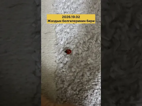 Орозонун биринчи күнү! Биздин үйгө эл кайда көчөт коңузу конокко келиптир!