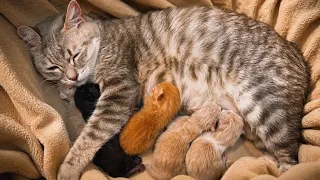 ولادة قطتي قمر ا ستقبلنا 6 مواليد 😍❤️