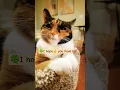 Download Lagu 😸Coco wants you to have a wonderful day🍀 #ytshorts #trending #cute #cat #catlovers  #cocoandloco