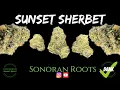 Sunset Sherbet Strain Review - Hi-Klas