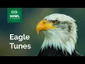 Eagle Calls Understanding the Language of Eagles