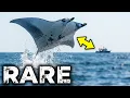 Why They Leave the Water100 Airborne Why This Giant Ray Risks Everything to Jump