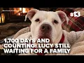For more than 1 700 days Lucy has been waiting for her fur-ever family
