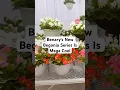 Download Lagu Benary's New Begonia Series Is Mega Cool | California Spring Trials 2025