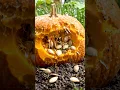 From Seed to Pumpkin in 64 Seconds The Complete Pumpkin Life Cycle