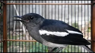 kacer betina memanggil kacer jantan agar gacor pancingan kacer lelet