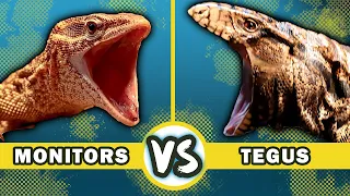 Download Tegu Verses Monitor Lizard! Which Reptile Is Right For You MP3