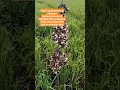 Download Lagu mikat burung pipit di sawah #shorts