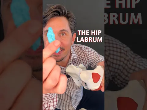 The Hip Labrum