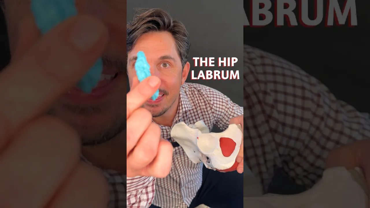 The Hip Labrum