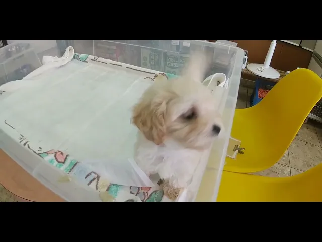 動画