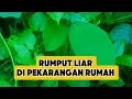 Download Lagu “Rumput Liar Ini Tumbuh Sendiri, Tapi Ciptakan Keindahan Tak Terduga”