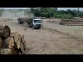 Download Lagu Proses pembongkaran muatan kayu truk logging menggunakan alat berat loader