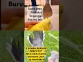 Download Lagu suara perkutut lagi ajak ribut bila ada mangsa burung lain yg mendekat #platm #perkutut #birds #dove