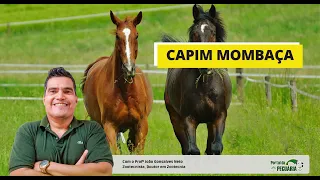 Can Mombaça grass poison horses?