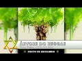 Ponto de Equilíbrio - Árvore Do Reggae - Ponto de Equilíbrio