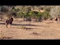 Download Lagu This lion brothers couldn't recognise each other for a moment