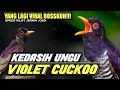 Download Lagu YANG LAGI VIRAL BOSSKUH‼️KEDASIH UNGU GACOR SPEED RAPAT MEWAH | VIOLET CUCKOO GACOR TEMBAKAN PANJANG