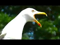 Download Lagu Seagull Screaming Warning Calls - Amazing Seagull Sounds