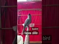 Srigunting Abu Abu dengan suara isian lovebird kapas tembak dan cililin