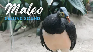suara pemanggil burung maleo