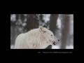 Wolf Howling Compilation D