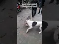 Download Lagu #dogfight #pitbullfight #pitbull #attack #dog