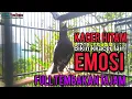 Download Lagu kacer DAHIT gacor TARUNG KONSLET nembak BUKA EKOR pancingan efektif UNTUK mendongkrak EMOSI