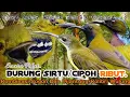 Download Lagu SUARA PIKAT BURUNG SIRTU/CIPOH RIBUT. SOGON. PIJANTUNG. KOLIBRI WULUNG..
