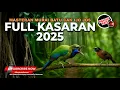 Download Lagu 🔴Full Tembakan Kasar Cucak Cungkok Super Gacor Isian Kunti Breen vs Tepus Kepala Abu Abu Gacor Kasar
